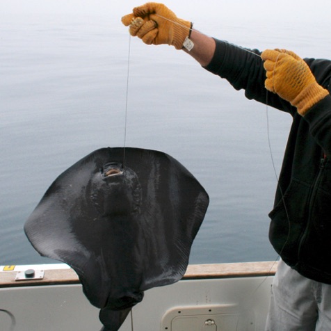 A strange ray we occasionally catch when shark fishing A strange ray we occasionally catch when shark fishing